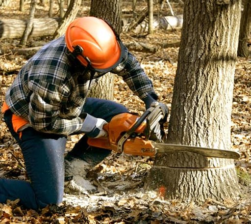 Tree Removal in Shirley, AR